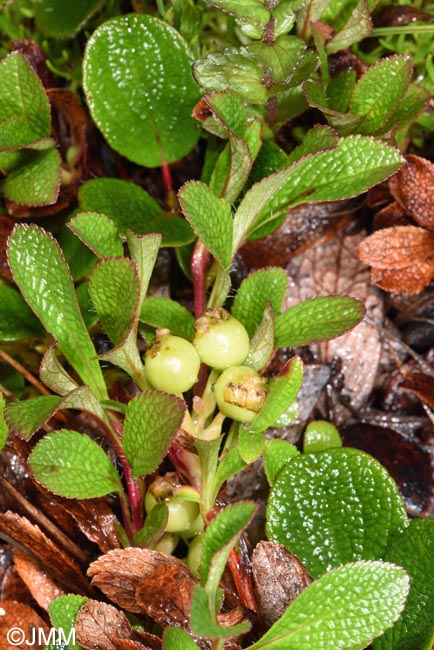 Arctostaphylos alpinus