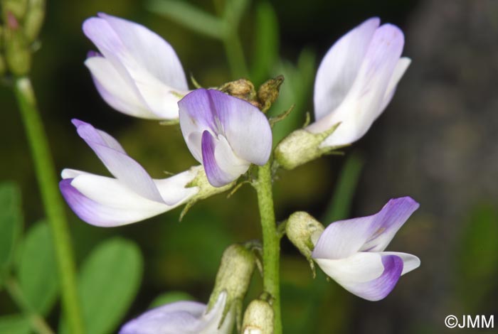 Astragalus alpinus