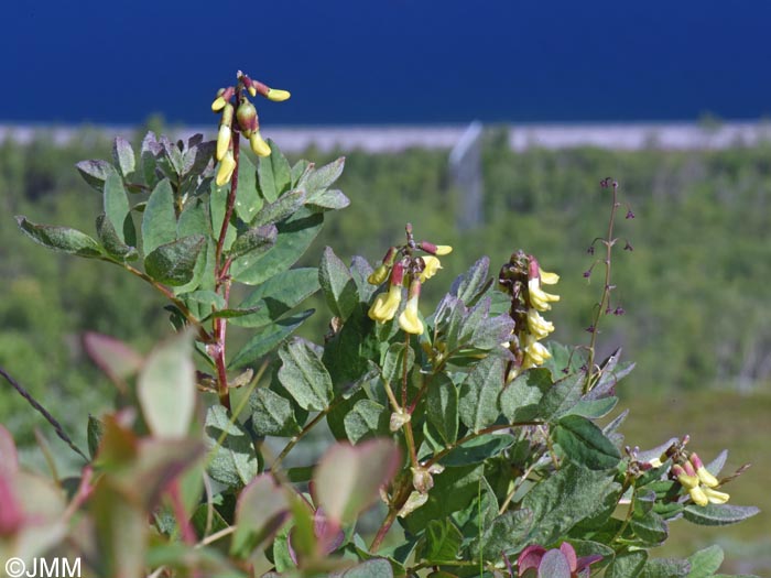 Astragalus frigidus