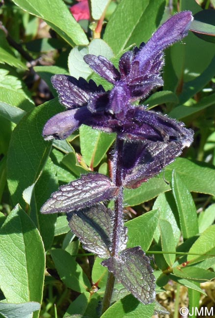 Bartsia alpina