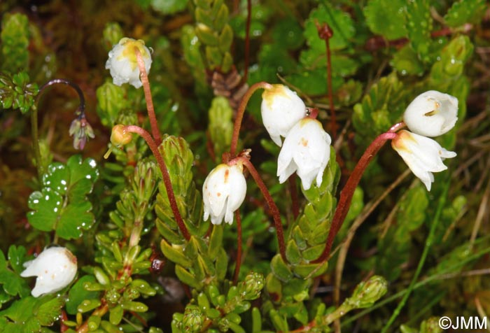 Cassiope tetragona