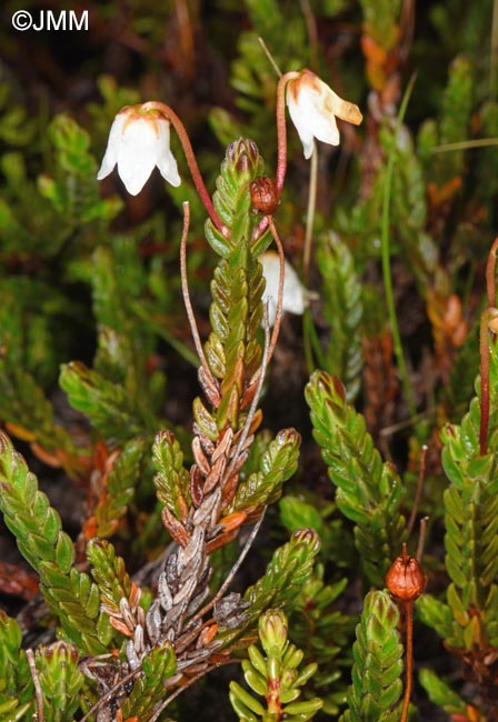 Cassiope tetragona
