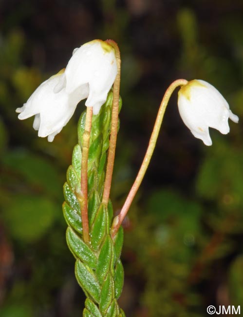 Cassiope tetragona