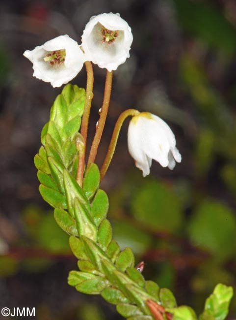 Cassiope tetragona