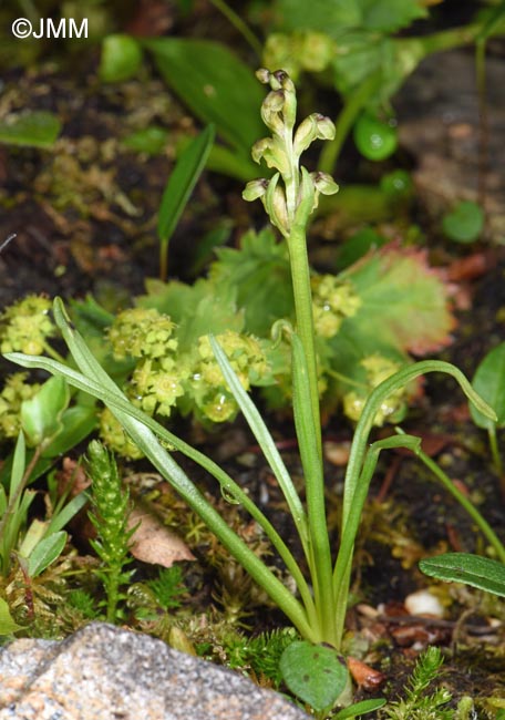 Chamorchis alpina