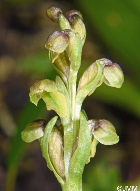 Chamorchis alpina