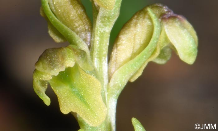 Chamorchis alpina