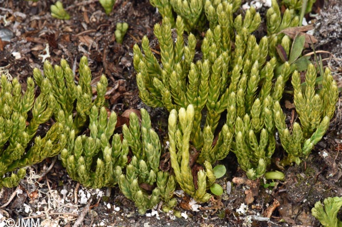 Diphasiastrum alpinum