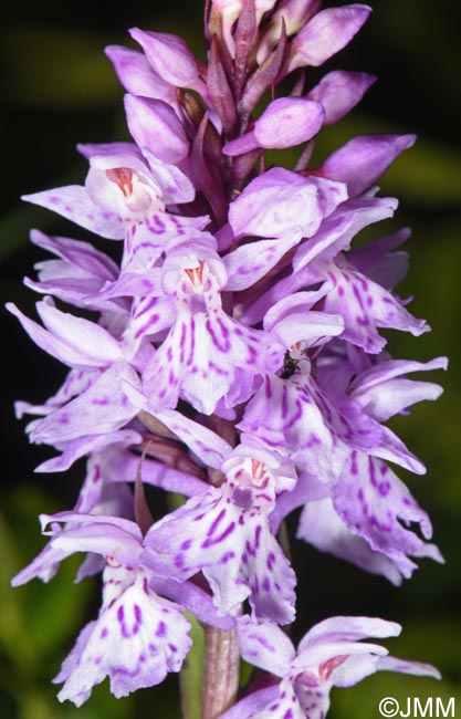 Dactylorhiza cf. sudetica