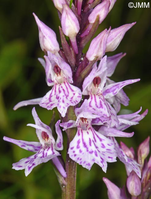 Dactylorhiza cf. sudetica