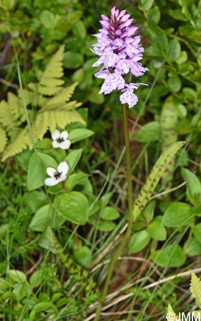 Dactylorhiza cf. sudetica