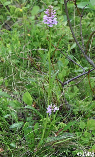 Dactylorhiza cf. sudetica