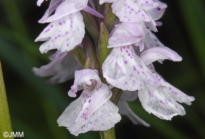 Dactylorhiza ericetorum