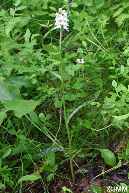 Dactylorhiza ericetorum