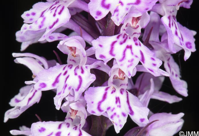 Dactylorhiza fuchsii