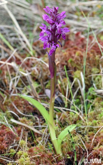 Dactylorhiza incarnata var. haematodes