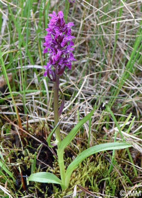 Dactylorhiza incarnata var. haematodes