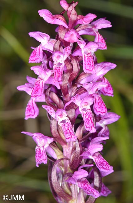 Dactylorhiza incarnata var. haematodes