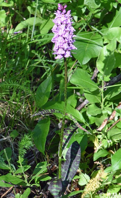 Dactylorhiza kolaensis
