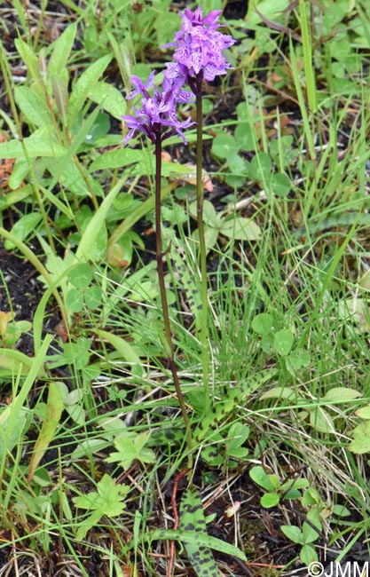 Dactylorhiza psychophila