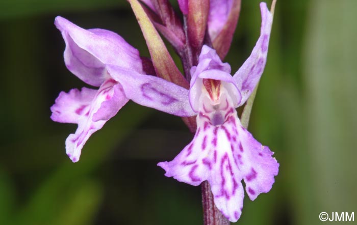 Dactylorhiza psychophila