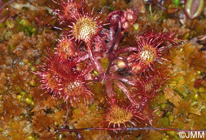 Drosera rotundifolia