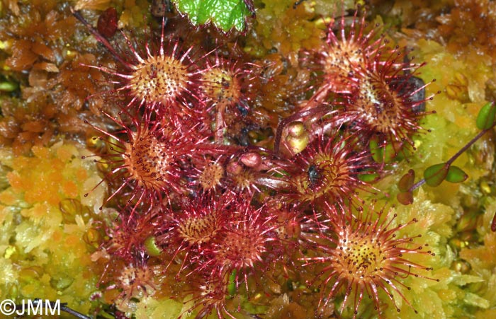 Drosera rotundifolia