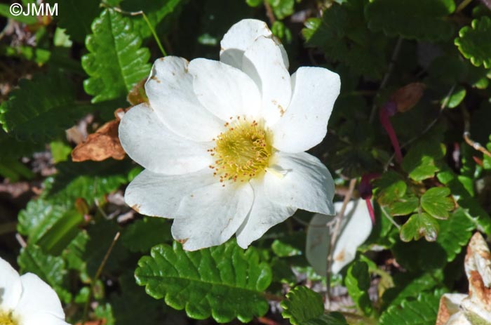 Dryas octopetala