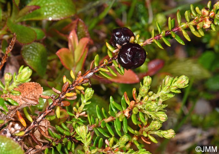 Empetrum nigrum subsp. hermaphroditum