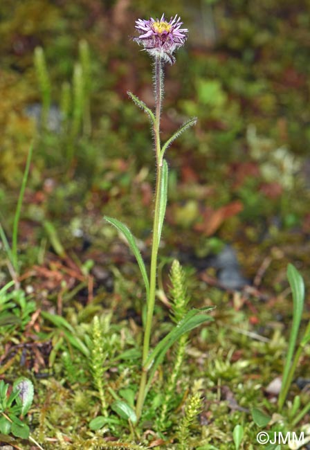 Erigeron borealis & Selaginella selaginoides