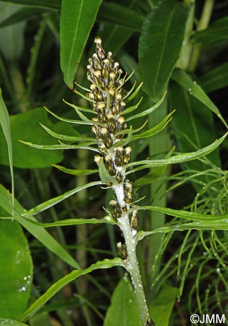 Gnaphalium norvegicum = Omalotheca norvegica