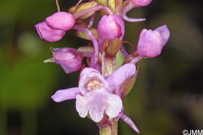Gymnadenia borealis