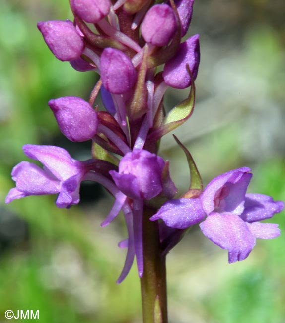 Gymnadenia borealis