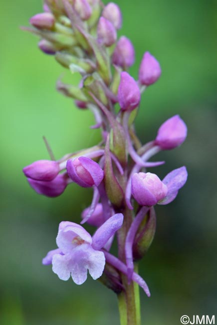 Gymnadenia borealis