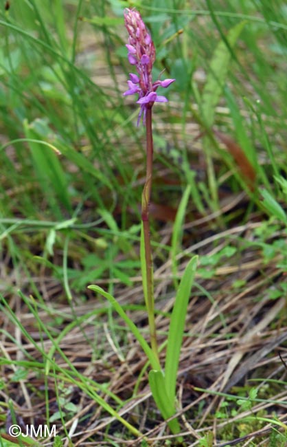 Gymnadenia borealis