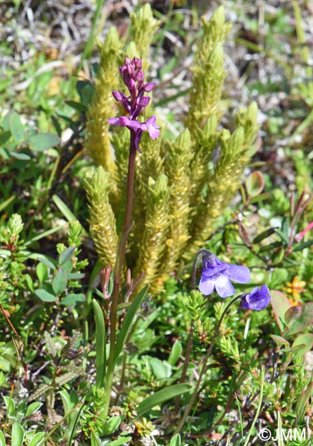 Huperzia selago subsp. arctica & Gymnadenia borealis & Pinguicula vulgaris