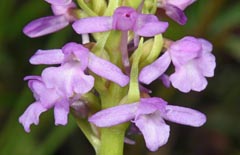 Gymnadenia borealis