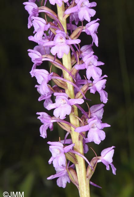 Gymnadenia conopsea