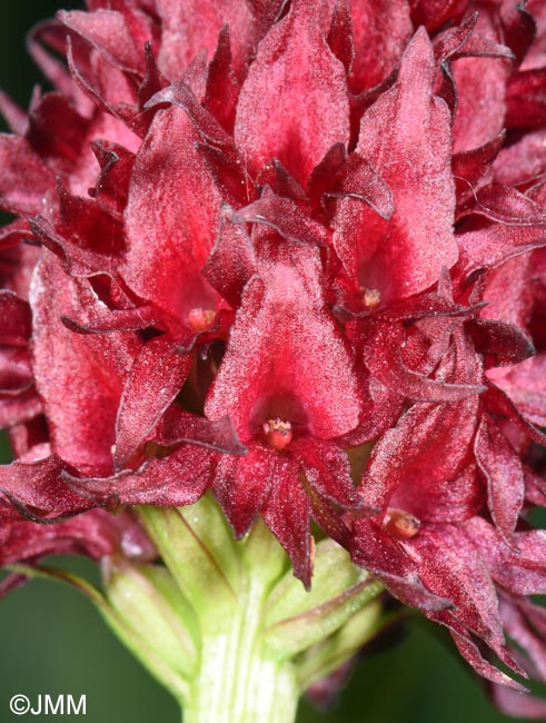 Gymnadenia nigra