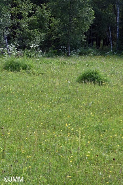 Gymnadenia nigra : biotope