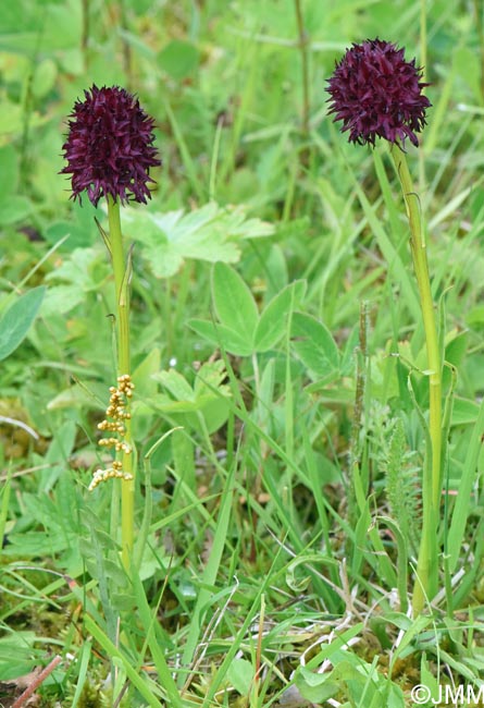 Gymnadenia nigra & Botrychium lunaria