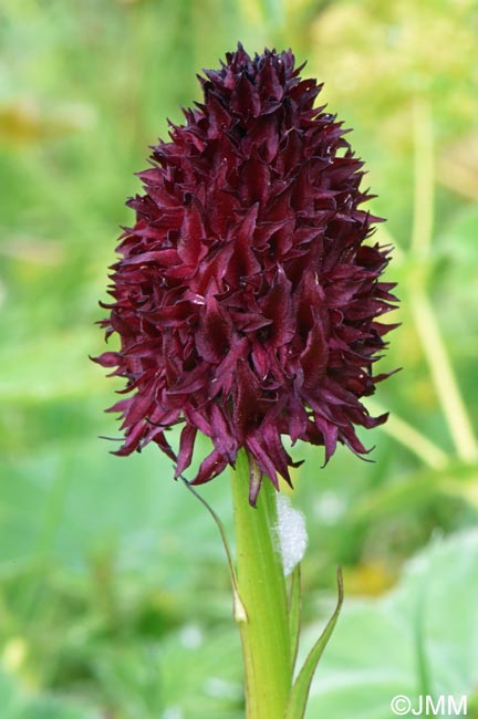 Gymnadenia nigra