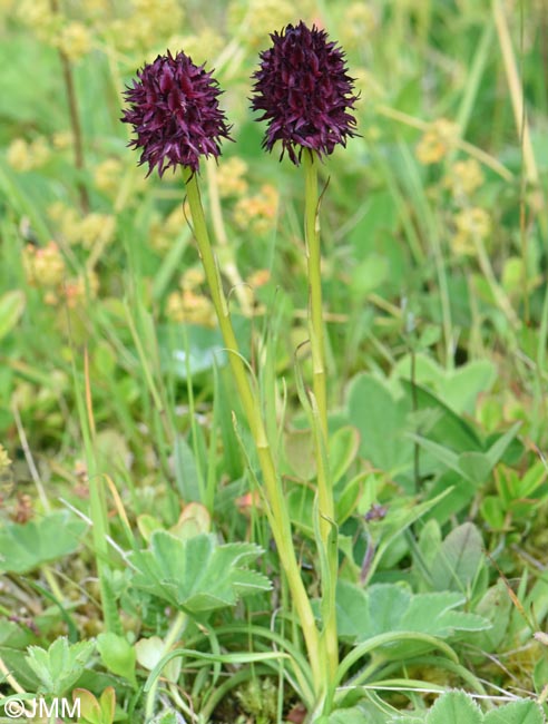 Gymnadenia nigra