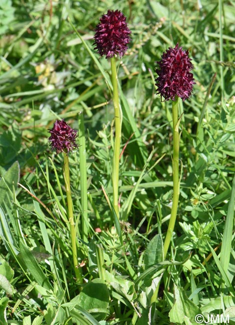 Gymnadenia nigra