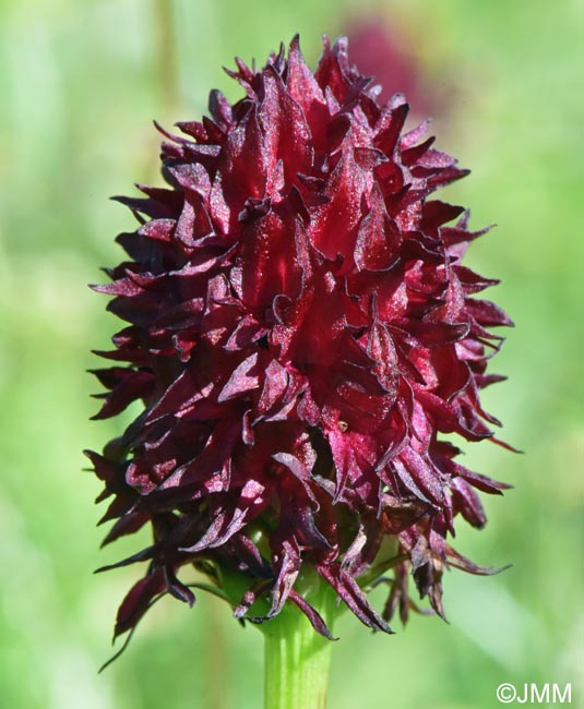 Gymnadenia nigra