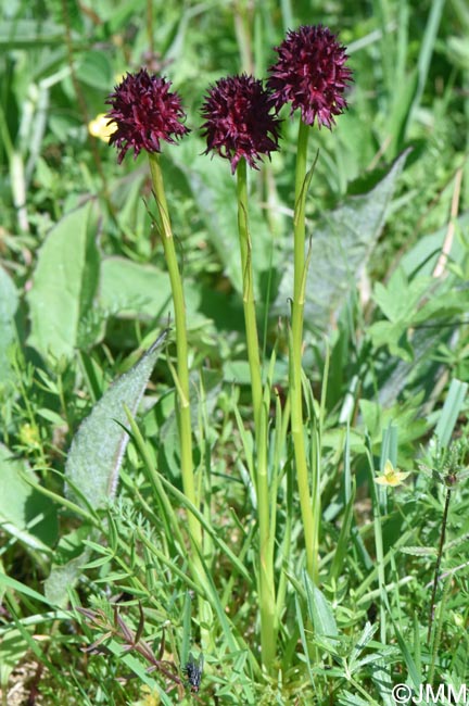 Gymnadenia nigra