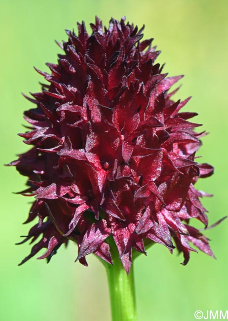 Gymnadenia nigra