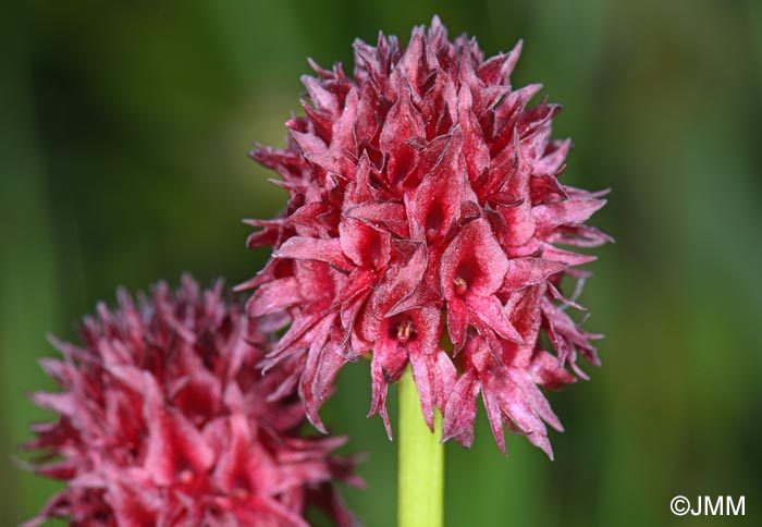 Gymnadenia nigra