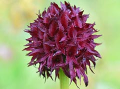 Gymnadenia nigra
