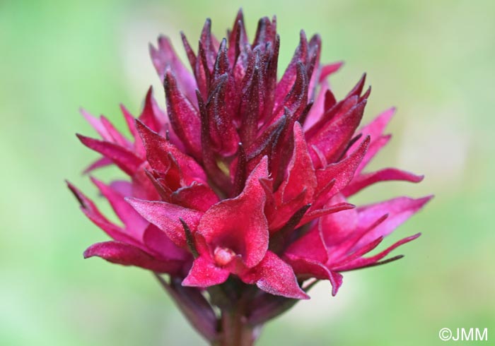 Gymnadenia runei